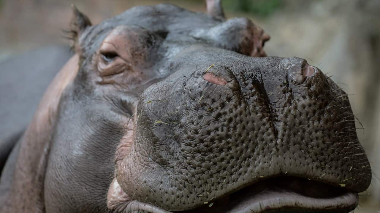 Colombia: World Wildlife Day