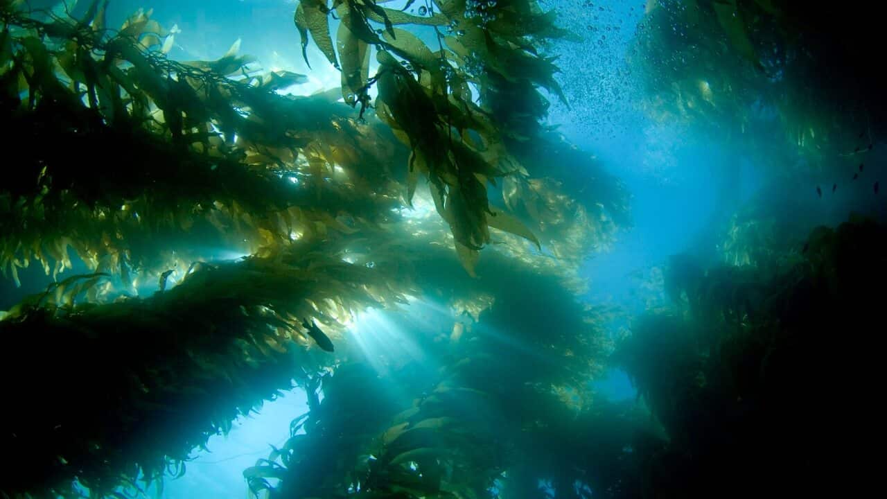 Sunlight streaming through a forest of giant kelp