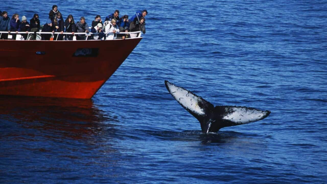 Whale watchers viewing a Humpback