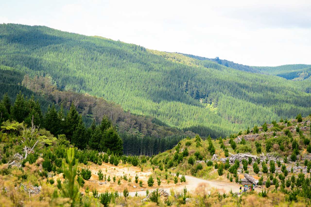 The Redwoods forest in Rotorua offers endless kilometres of mountain biking