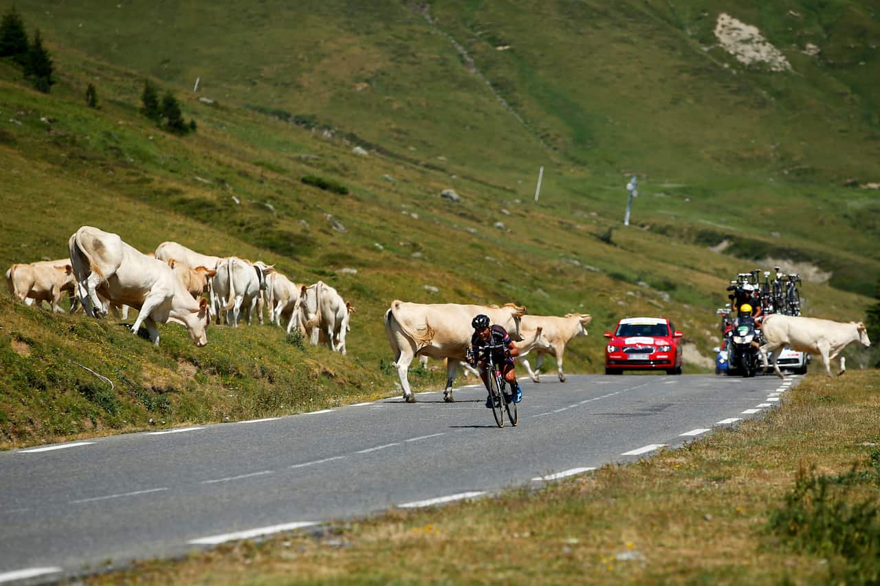 Gotta watch dem cows! Warren Barguil avoids a close call with cattle down the Tourmalet on Stage 11. 