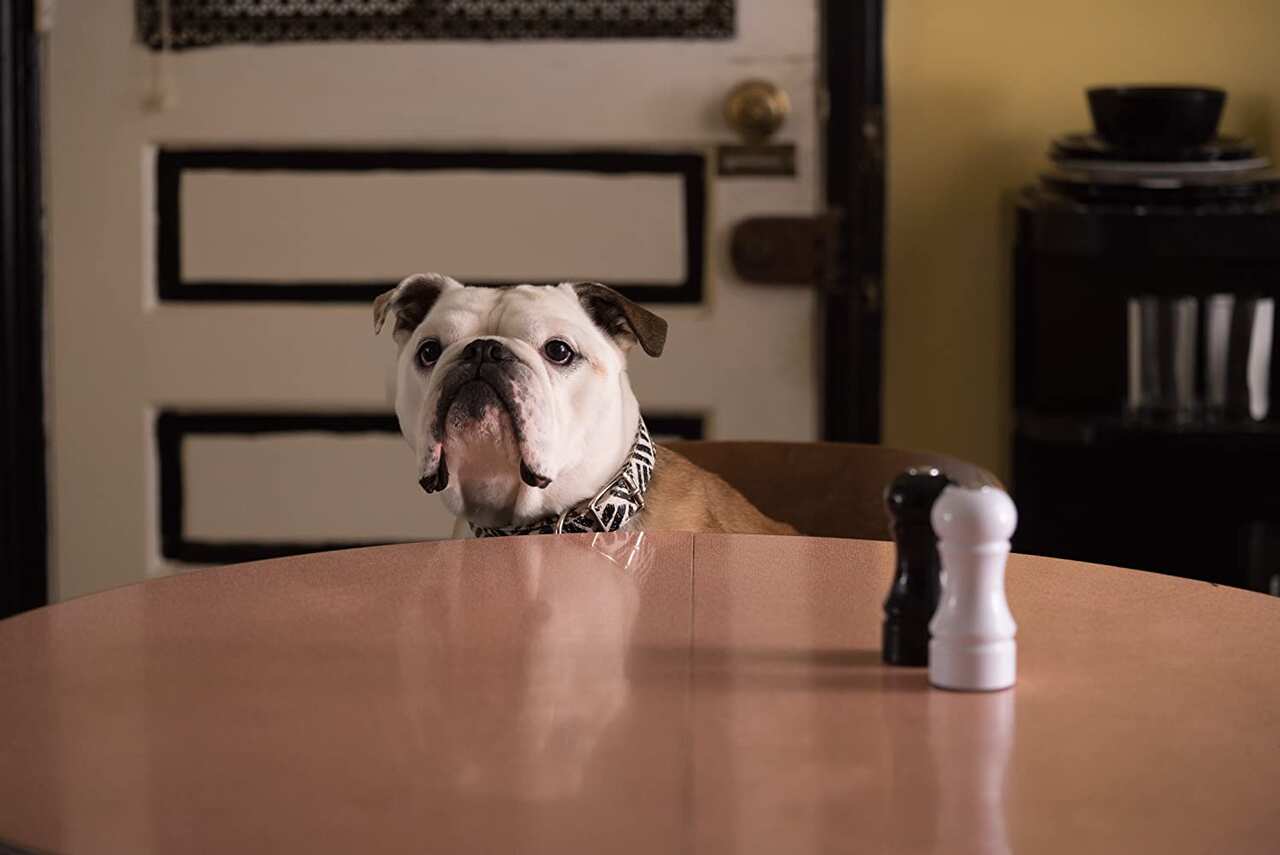 Paterson, Nellie the dog