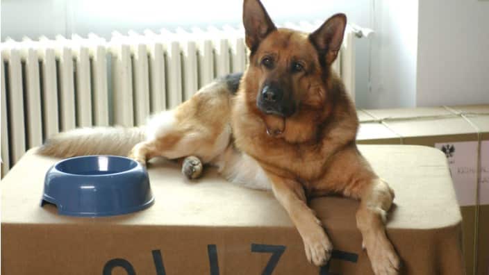 Rex: The Early Years