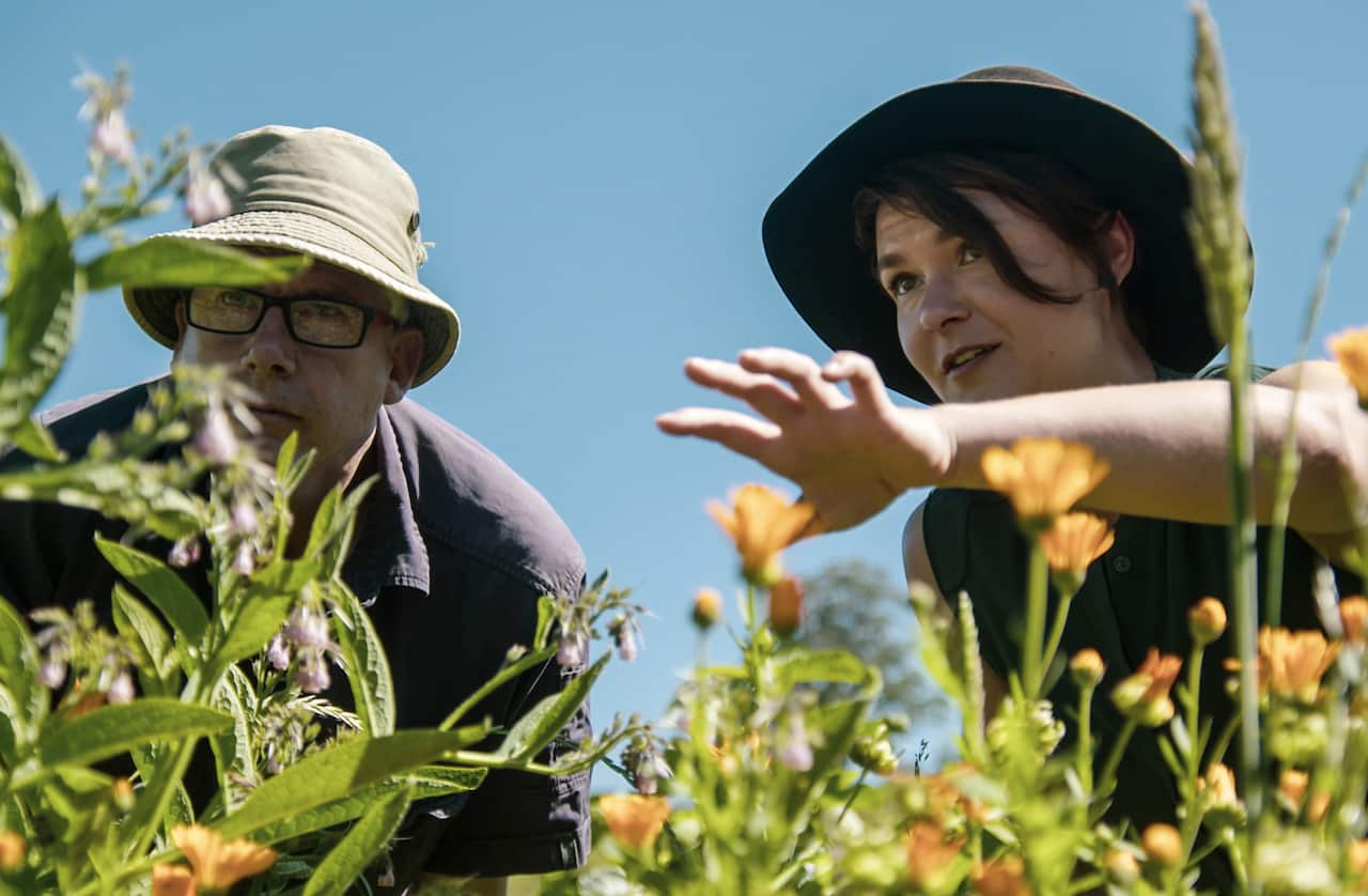 Fat Pig Farm getting a pollination survey