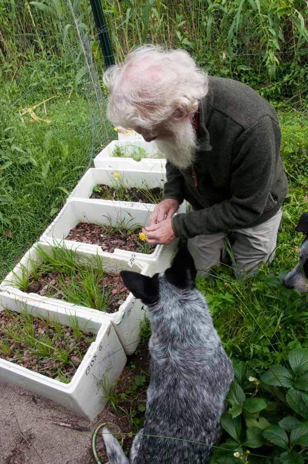 Bruce Pascoe propagating murnong seeds with the help of a friend