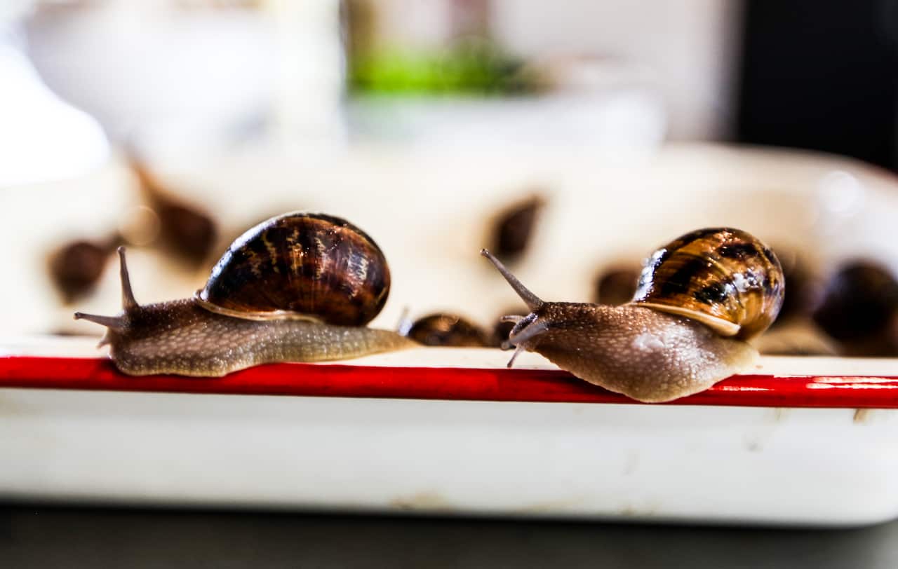 Gourmet Farmer edible snails escargot