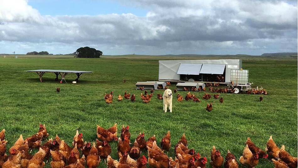 Some happy hens at Splendid Eggs in South Australia.