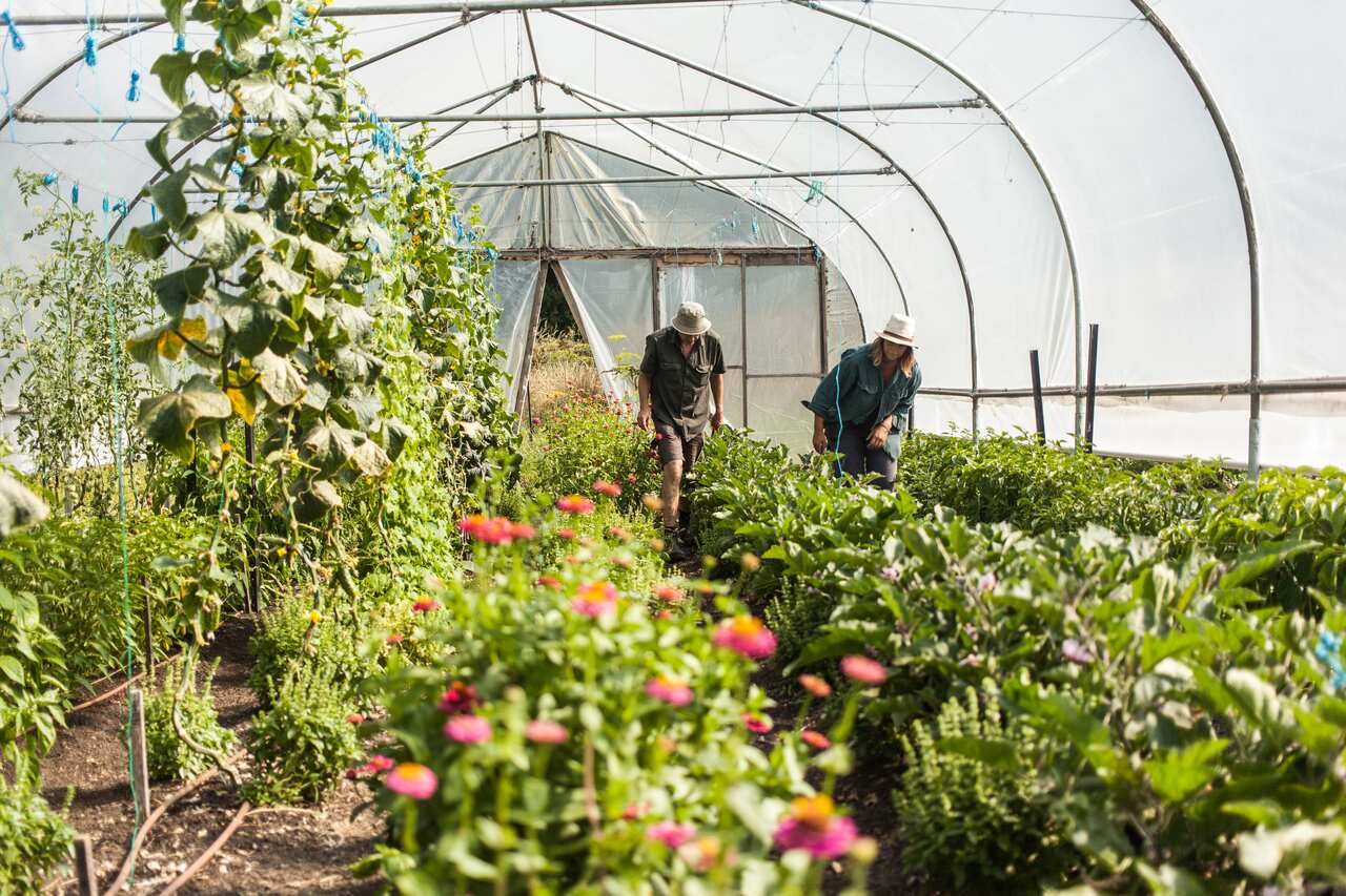 Gourmet Farmer greenhouse