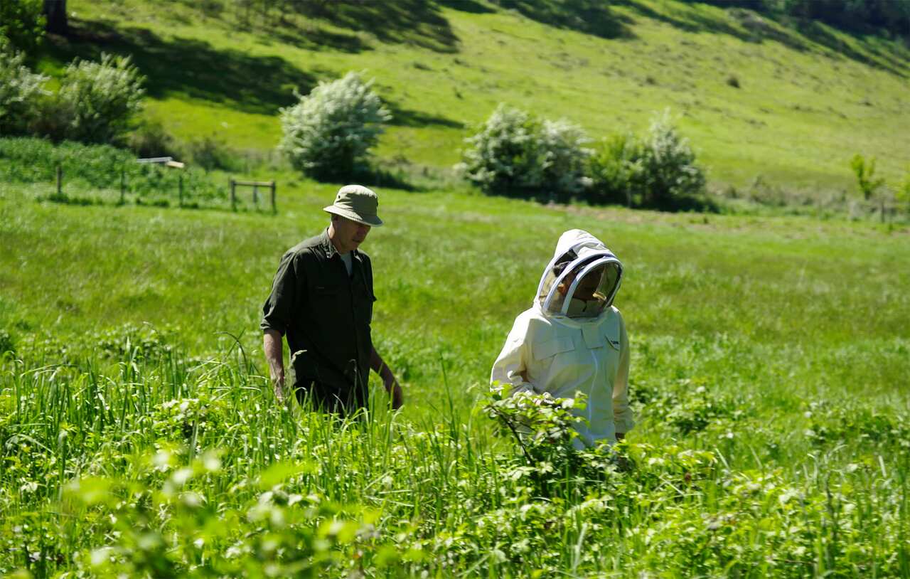 Matthew and Sadie walking to the bees