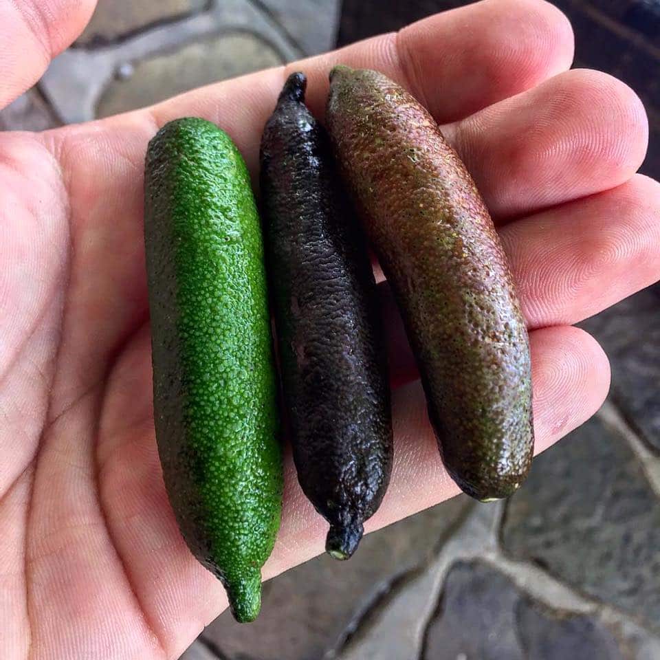 Australian Native Finger Limes