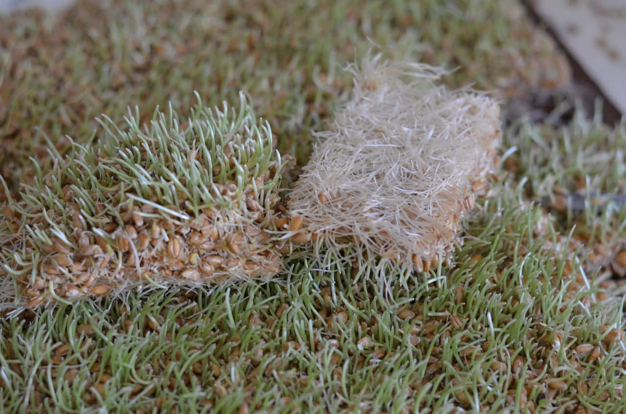 Porridge-like Sumalek is still widely enjoyed in Uzbekistan.