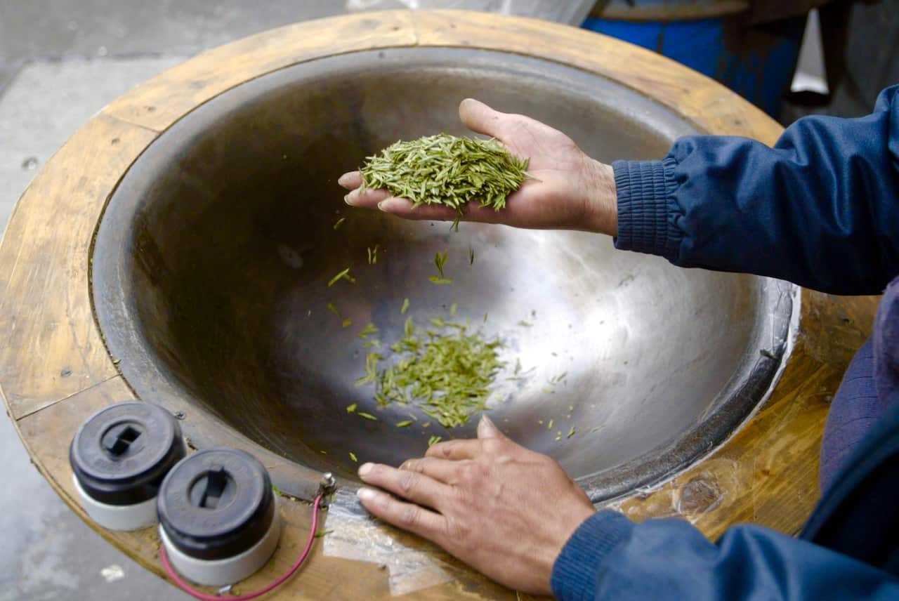 Green tea leaves in China