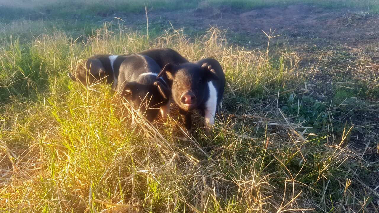Wessex Saddleback piglets at 81 Acres