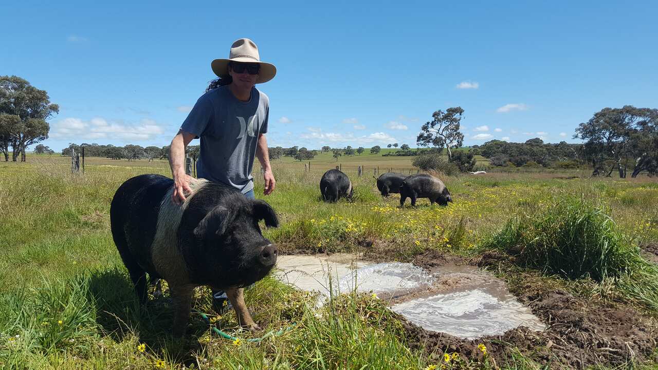 Wessex Saddleback pig in field at 81 Acres