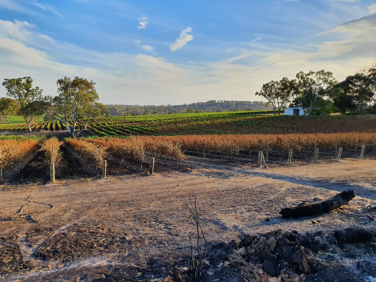 Simon Tolley burnt vineyard Australia bushfires
