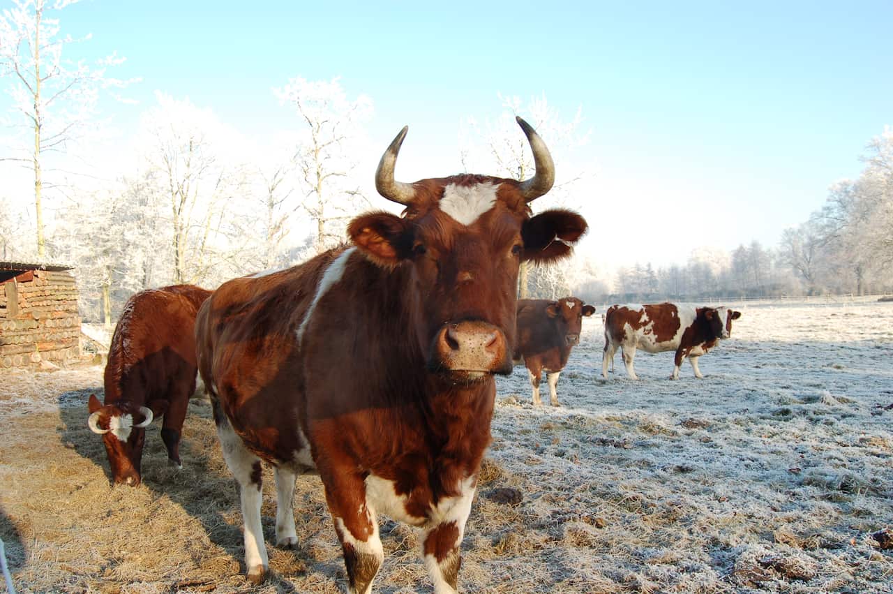 Emission levels for cattle are not uniform - and can differ from country to country.