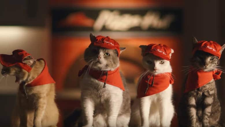 Pizza Hut cat
