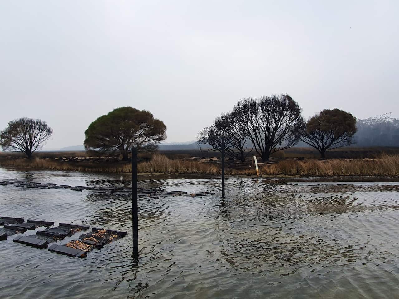 Wonboyn oysters and Australian bushfires.