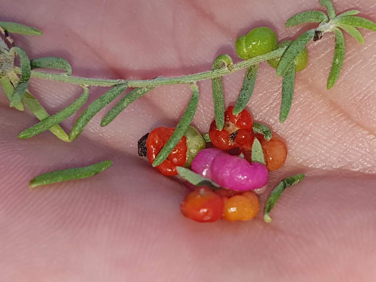 Ruby saltbush berries is a nutritious bush food.