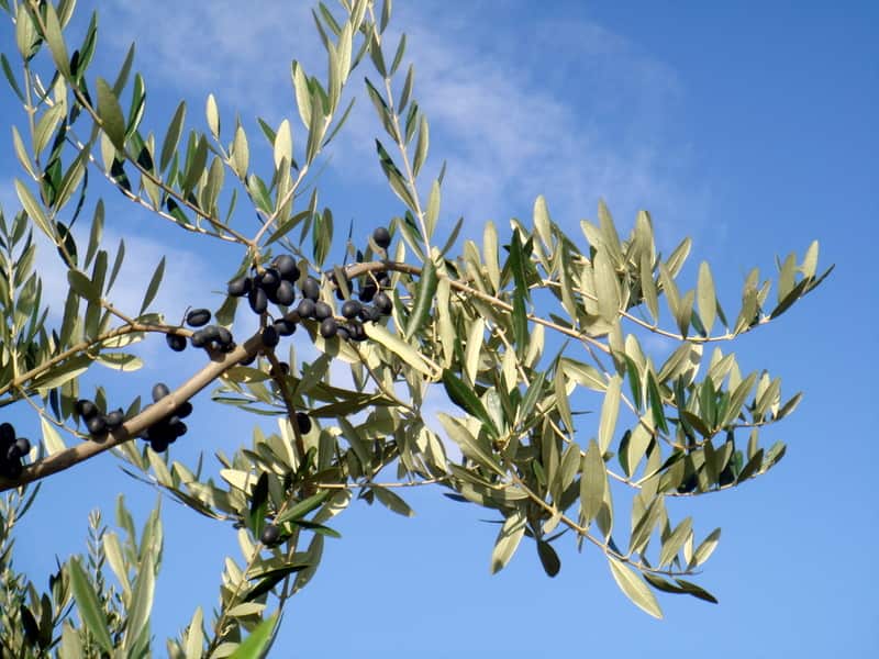 olive branch tree for olive oil
