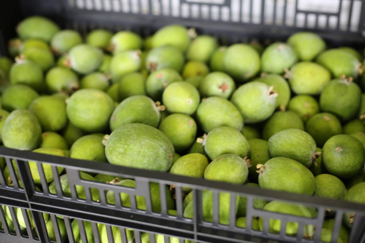 A crate of freshly picked feijoas at Hinterland Feijoas. 