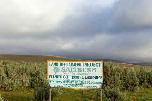 Cumulus clouds above farm plantation of saltbush, South Australia, Australia