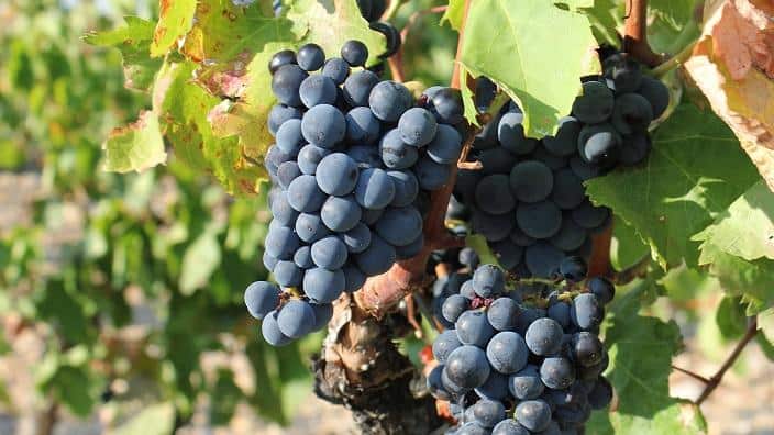 Wine Grapes