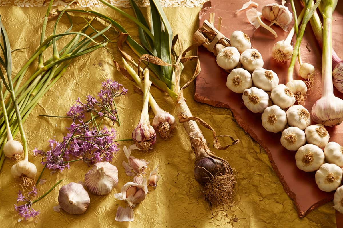 GarlicIngredientShot-01.jpg