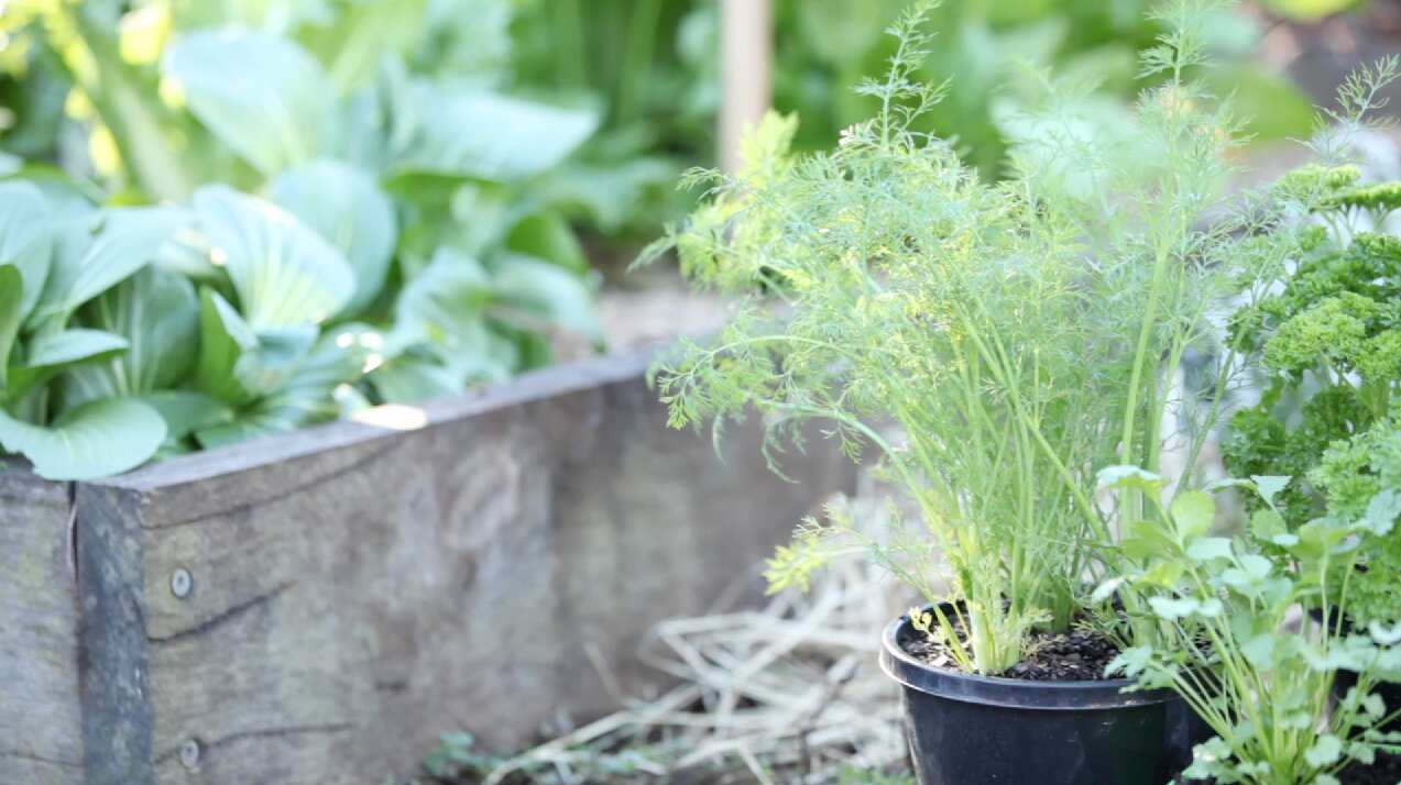 How to grow your own vegetables