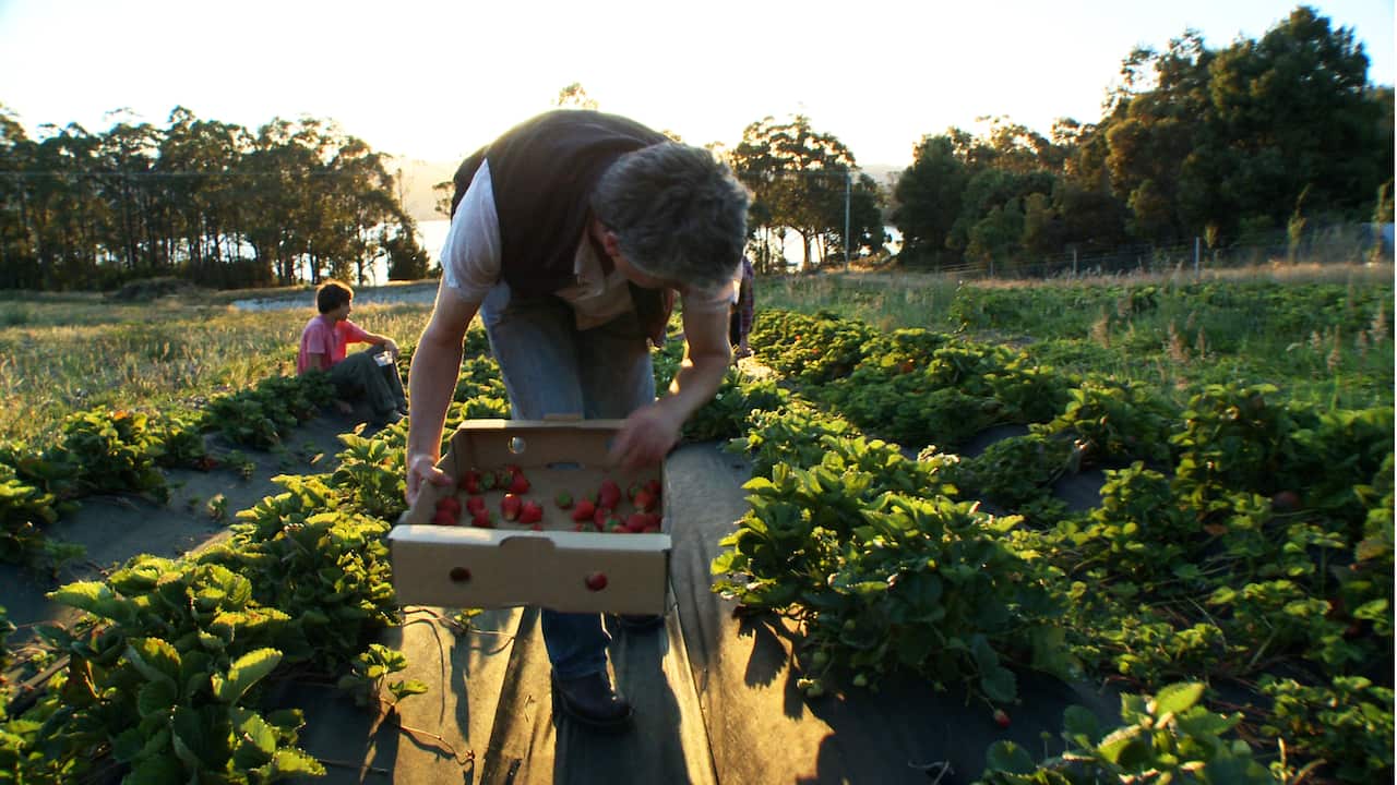 Matthew Evans strawberry