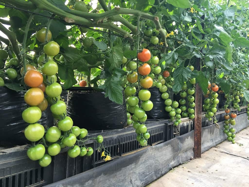Tomatoes grown at Goldenfield Growers. 