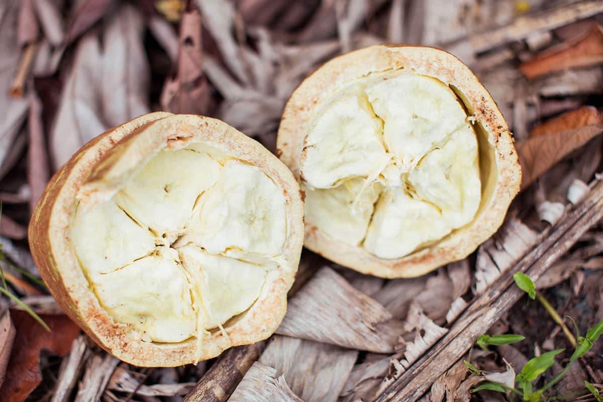 Cupuaçu in Amazon Taste episode 3