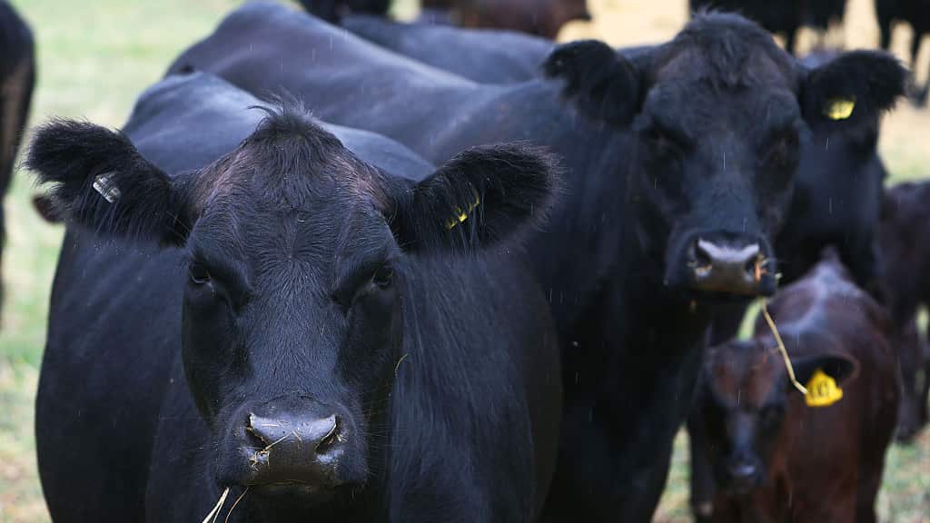 Angus Cattle for beef production