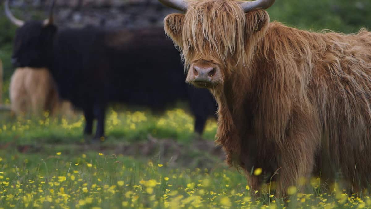 highland cattle