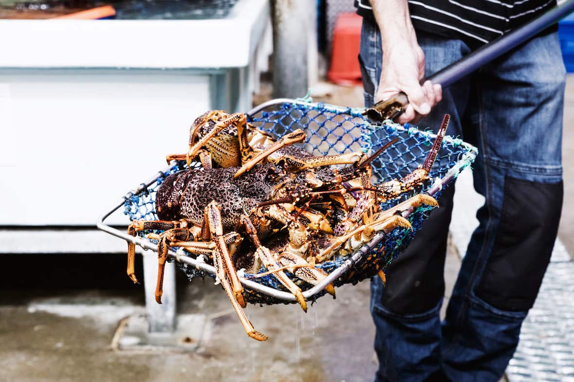 Apollo Bay Seafood Festival