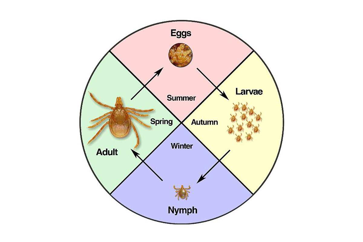 Australian paralysis tick life cycle