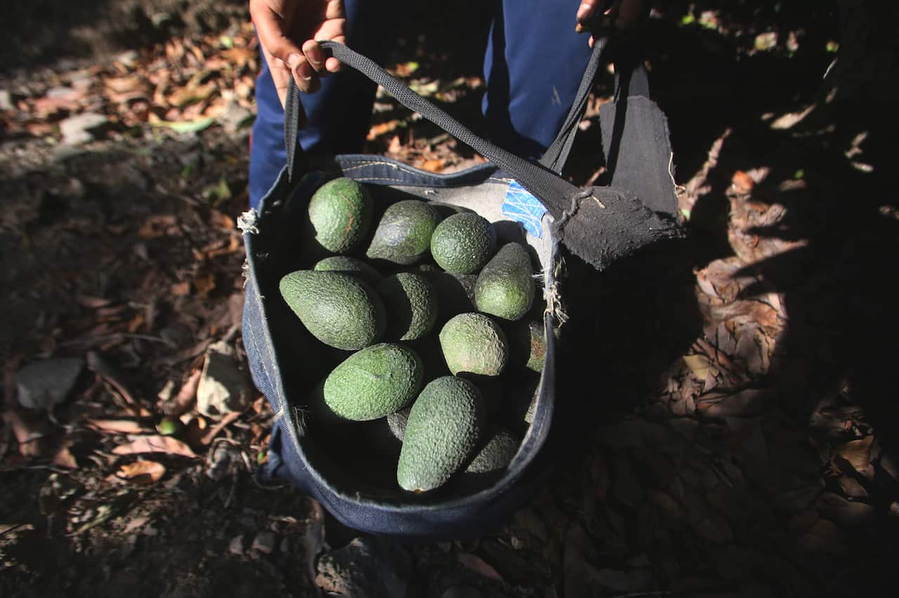Basket of avocados