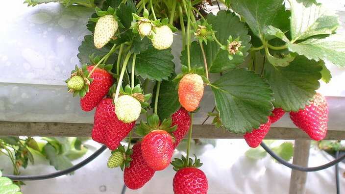 Strawberries