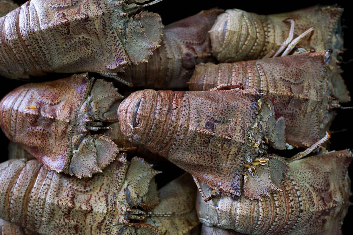 Moreton Bay bugs from Bowen in tropical North Queensland are a local delicacy.