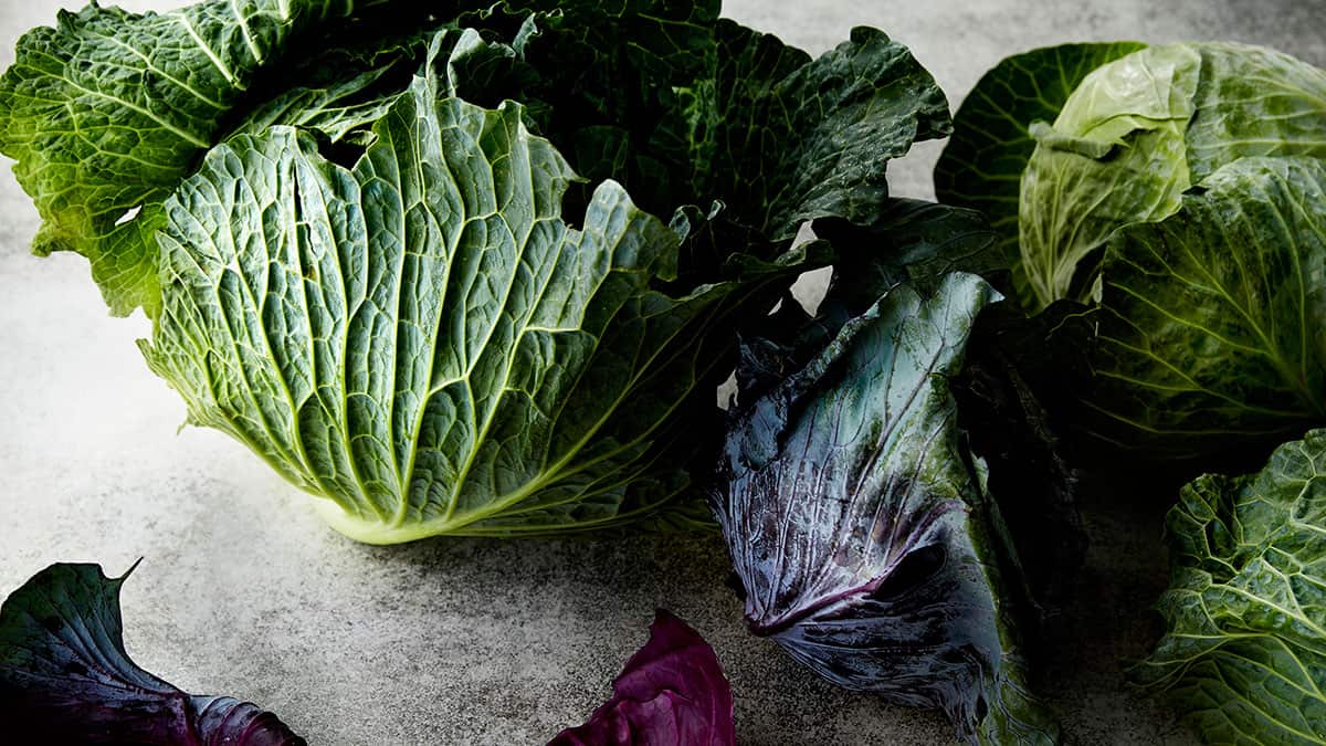 The seasonal cook: Cabbage
