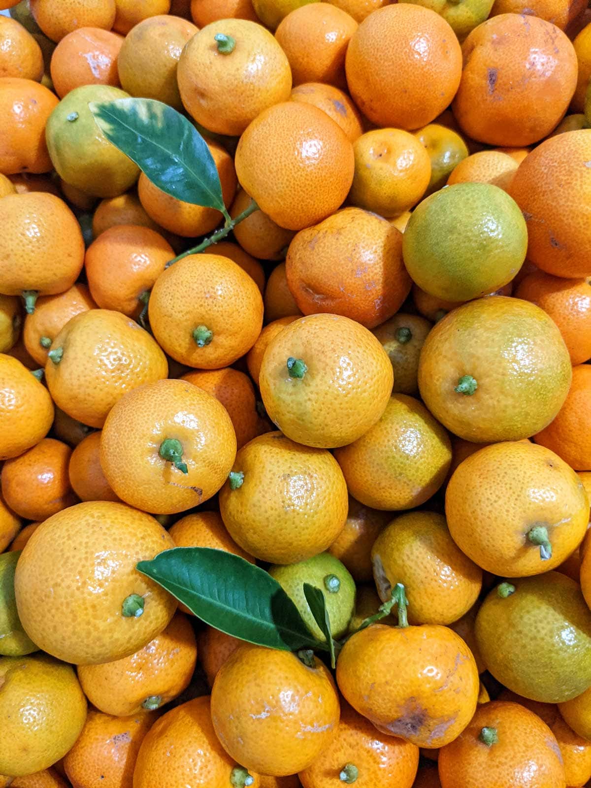 Growing calamansi is easy – Fides Santos-Arguelles has a tree that's 35 years old.