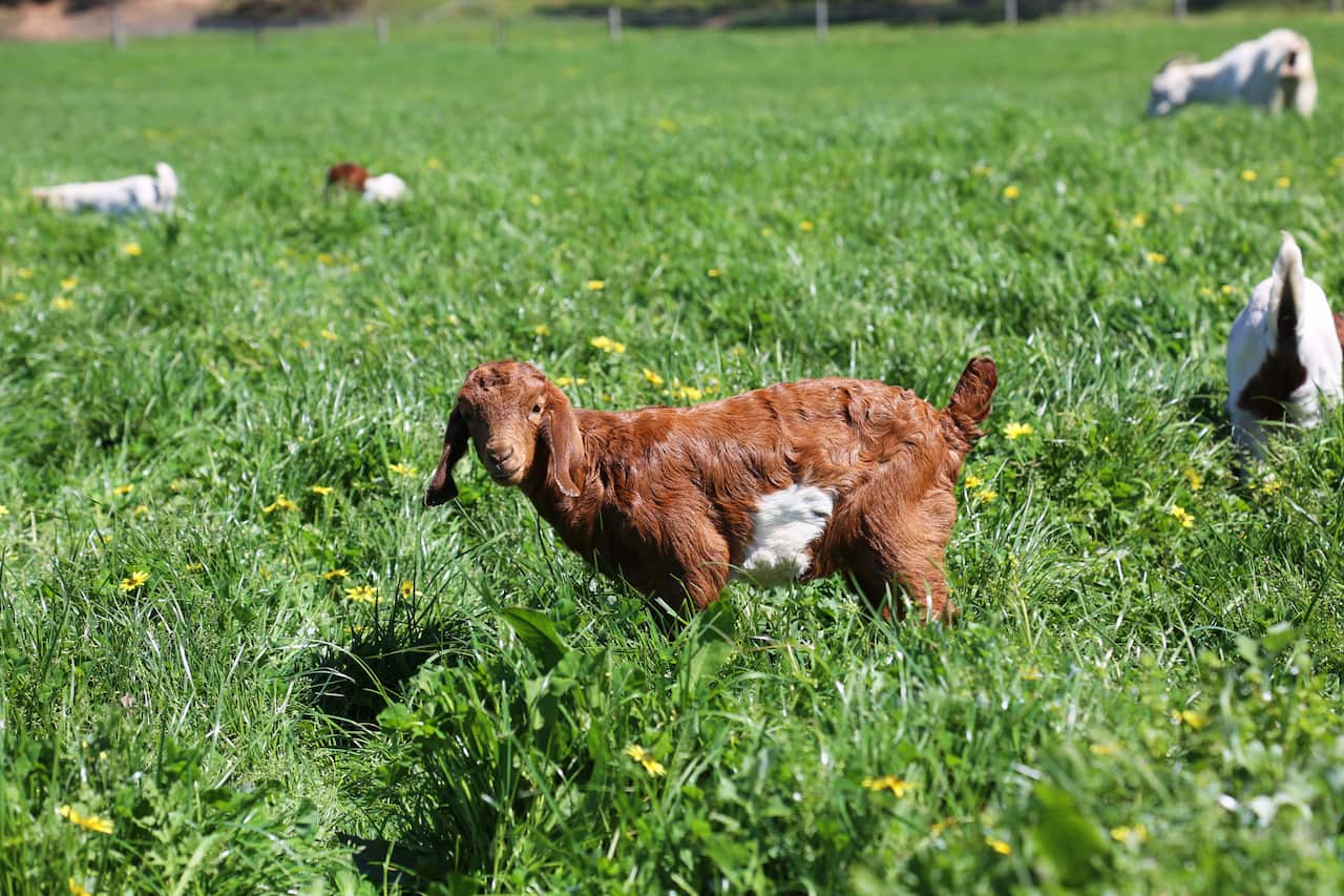 It's true, the goats are cute.