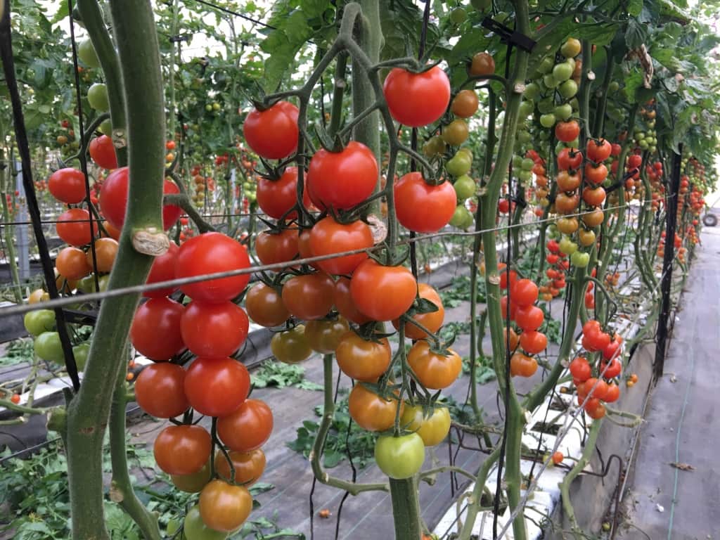 Your Food Collective is a treasure trove of tomatoes.