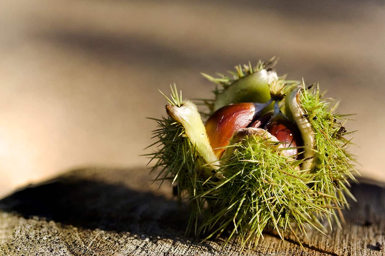 Chestnuts in prickly burr