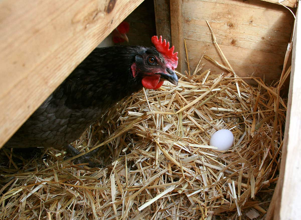 Chicken in nesting box