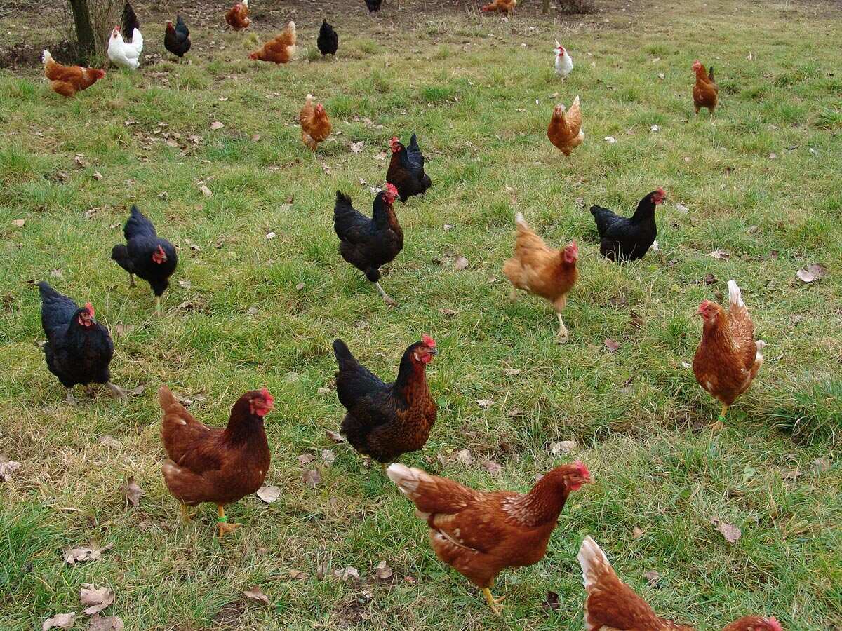 chickens