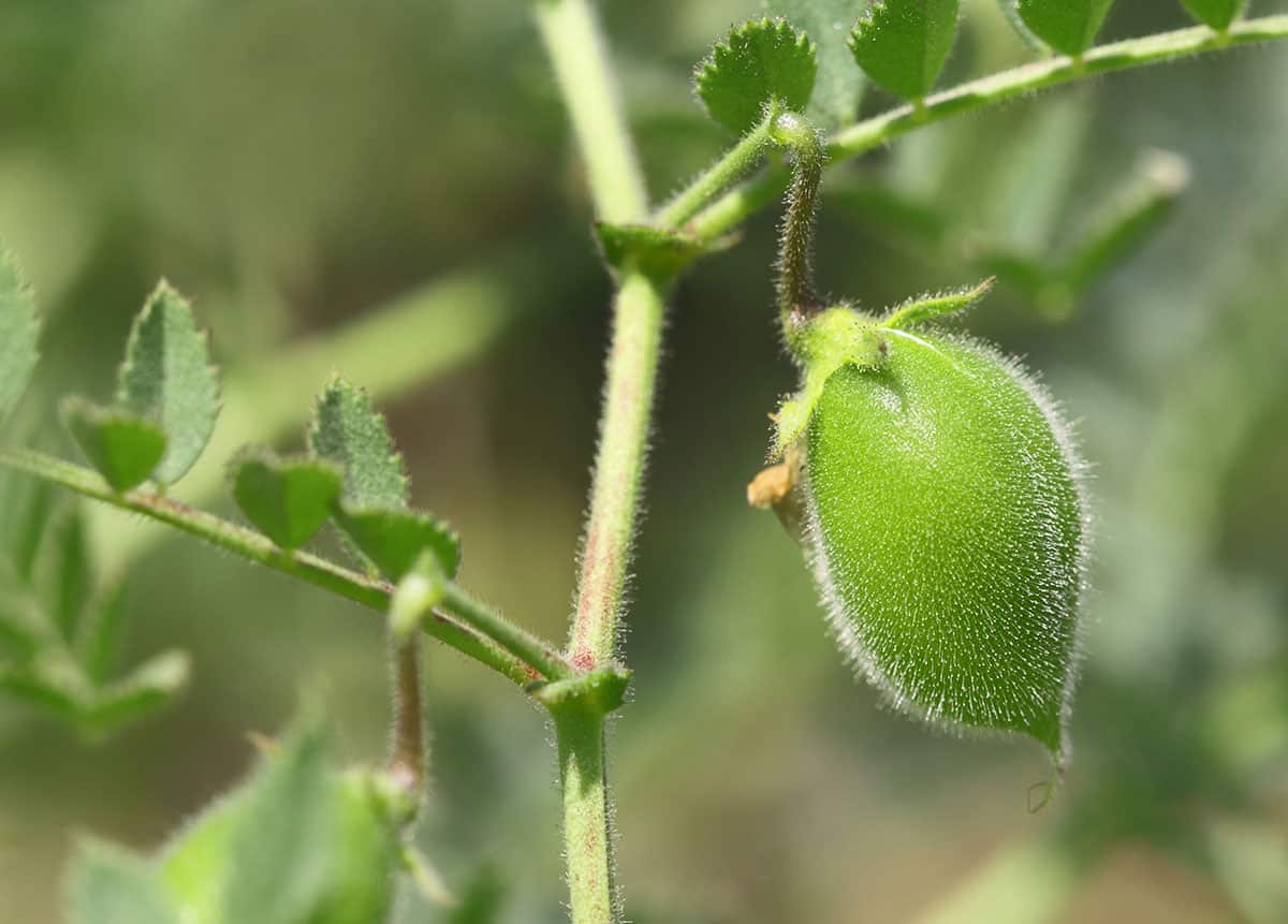 Chickpea pod on plant