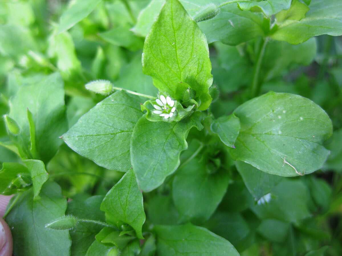 Chickweed