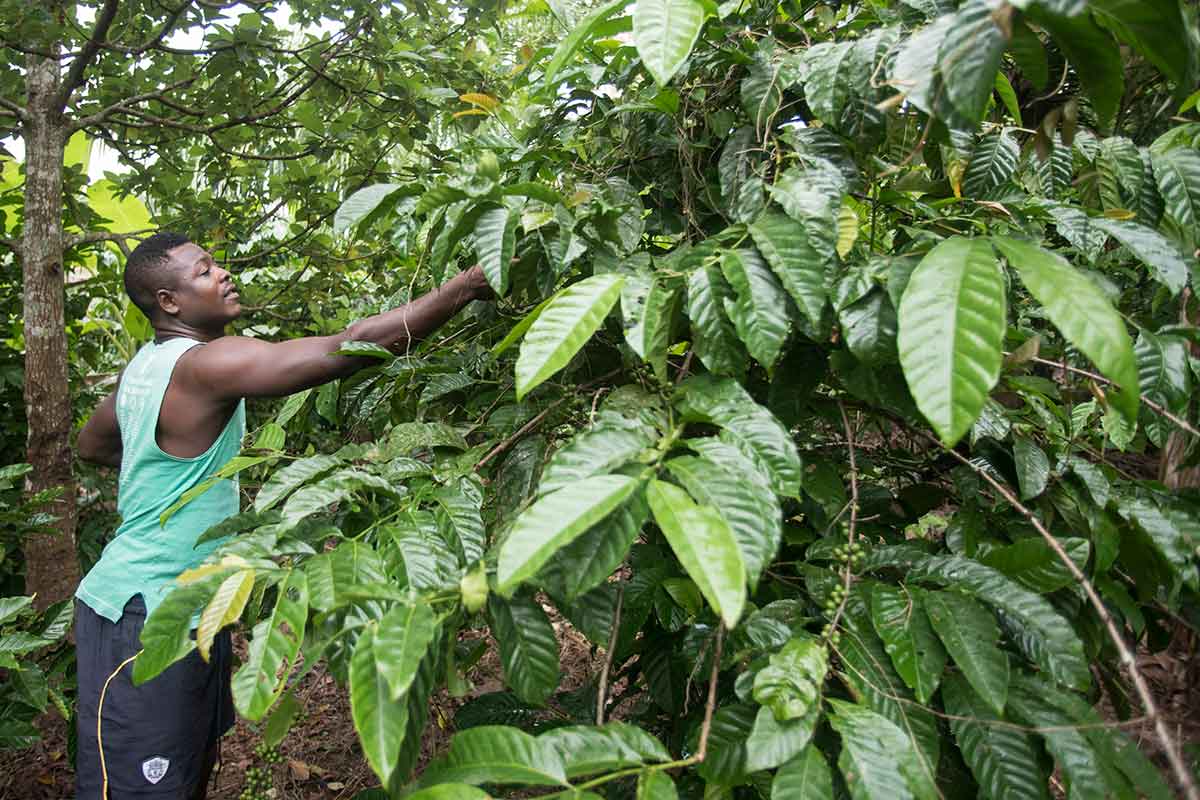 Cocoa plantation worker in Ghana