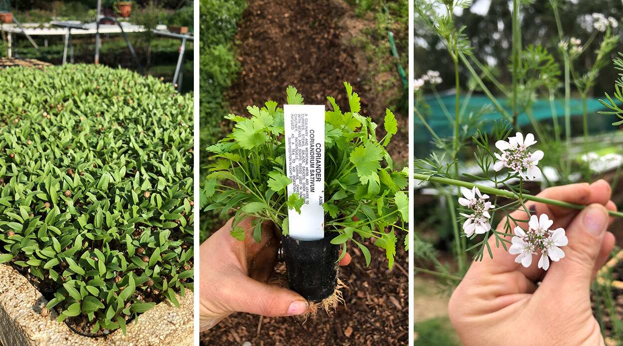 Coriander microherbs, seedlings and flowers at Basilea Living Herbs
